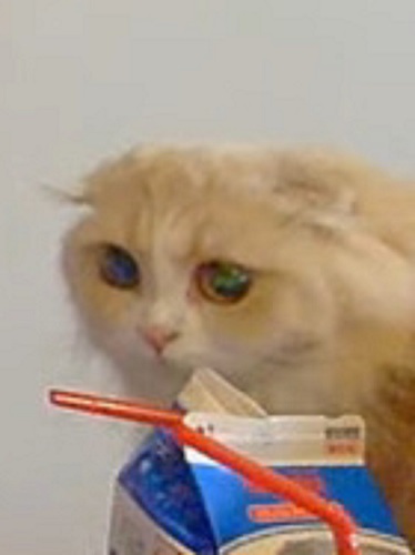 Venus' cat.jpg